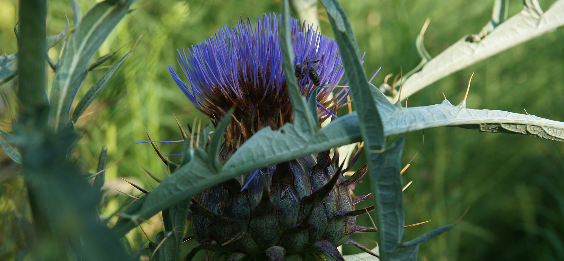 jonathan_perrot_photographies_fleurs